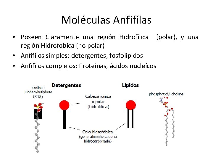 Moléculas Anfifílas • Poseen Claramente una región Hidrofílica (polar), y una región Hidrofóbica (no