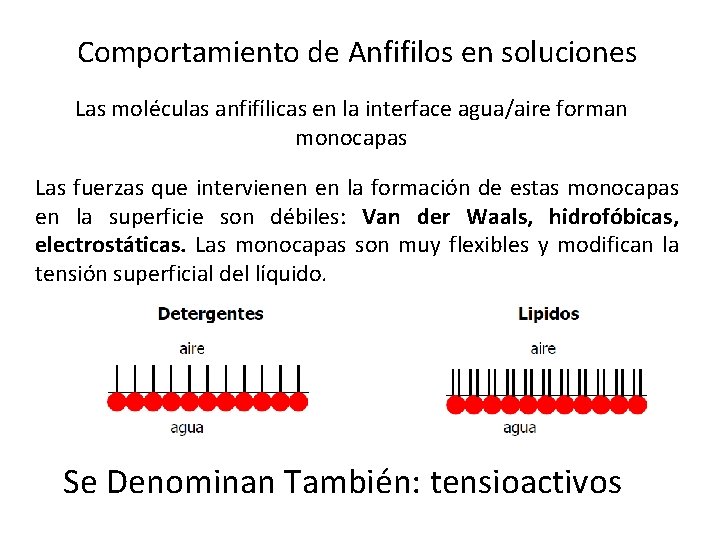 Comportamiento de Anfifilos en soluciones Las moléculas anfifílicas en la interface agua/aire forman monocapas