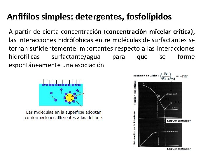Anfifílos simples: detergentes, fosfolípidos A partir de cierta concentración (concentración micelar critica), las interacciones