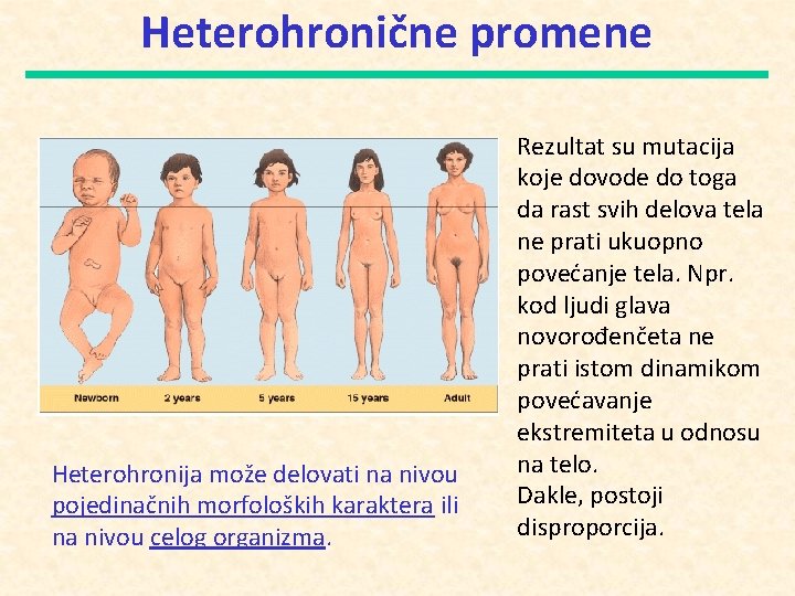 Heterohronične promene Heterohronija može delovati na nivou pojedinačnih morfoloških karaktera ili na nivou celog