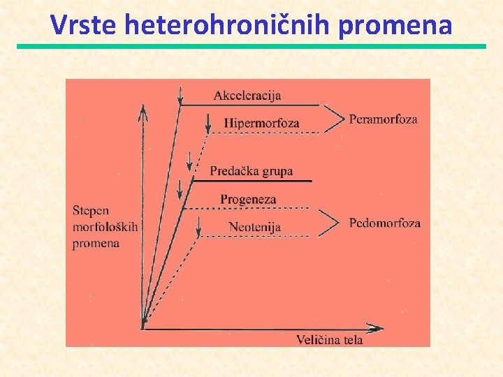 Vrste heterohroničnih promena 