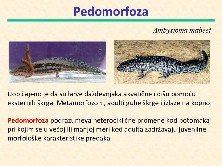 Pedomorfoza Ambystoma mabeei Uobičajeno je da su larve daždevnjaka akvatične i dišu pomoću eksternih