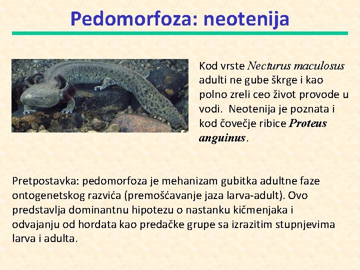 Pedomorfoza: neotenija Kod vrste Necturus maculosus adulti ne gube škrge i kao polno zreli