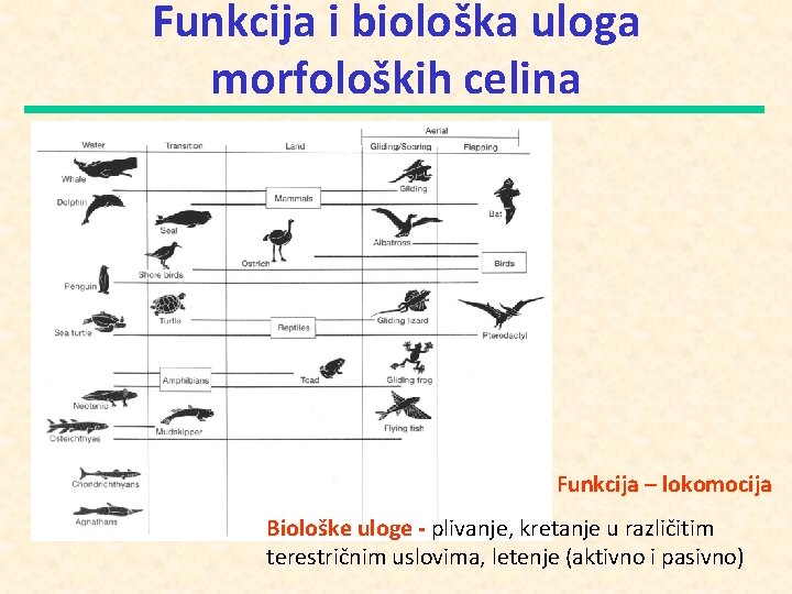 Funkcija i biološka uloga morfoloških celina Funkcija – lokomocija Biološke uloge - plivanje, kretanje