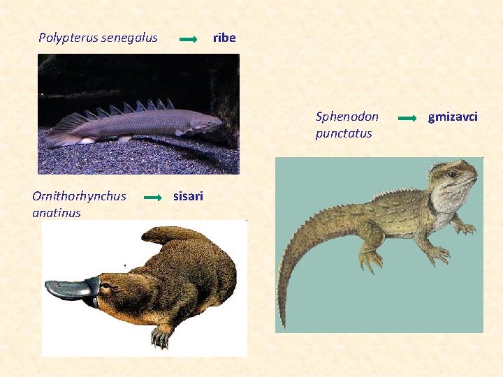 Polypterus senegalus ribe Sphenodon punctatus Ornithorhynchus anatinus sisari gmizavci 