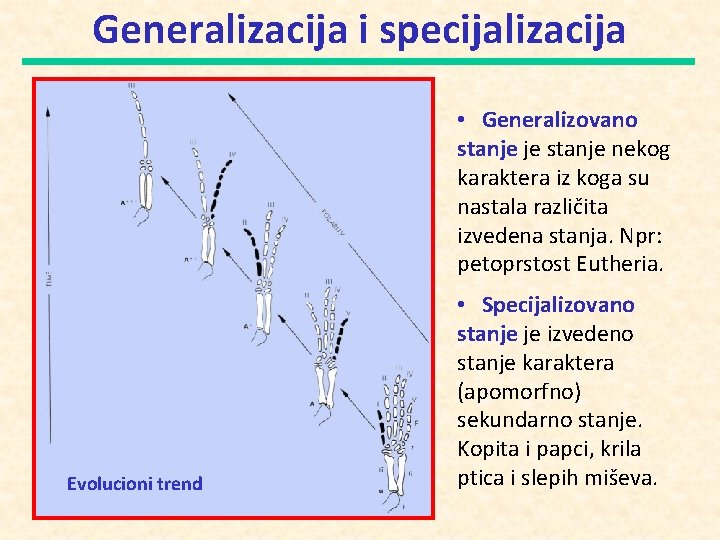 Generalizacija i specijalizacija • Generalizovano stanje je stanje nekog karaktera iz koga su nastala
