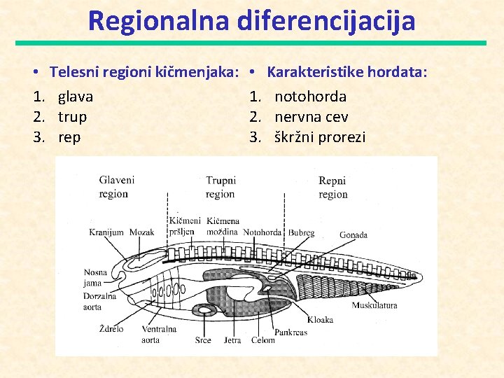 Regionalna diferencija • Telesni regioni kičmenjaka: 1. glava 2. trup 3. rep • Karakteristike