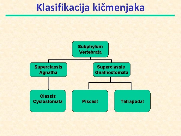 Klasifikacija kičmenjaka Subphylum Vertebrata Superclassis Agnatha Classis Cyclostomata Superclassis Gnathostomata Pisces! Tetrapoda! 