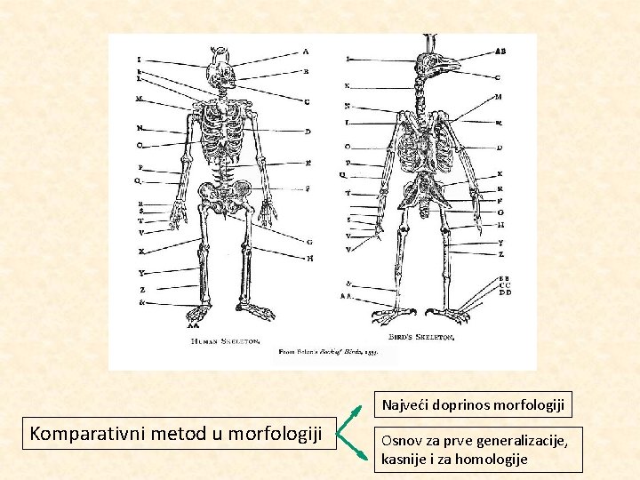 Najveći doprinos morfologiji Komparativni metod u morfologiji Osnov za prve generalizacije, kasnije i za