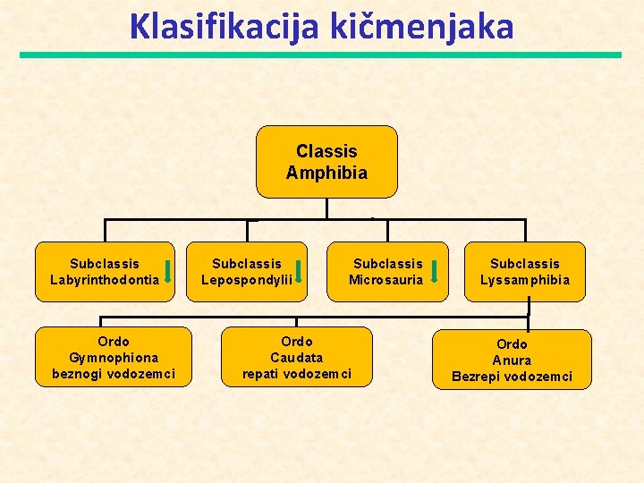 Klasifikacija kičmenjaka Classis Amphibia Subclassis Labyrinthodontia Ordo Gymnophiona beznogi vodozemci Subclassis Lepospondylii Subclassis Microsauria