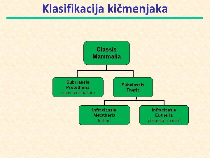 Klasifikacija kičmenjaka Classis Mammalia Subclassis Prototheria sisari sa kloakom Infraclassis Metatheria torbari Subclassis Theria