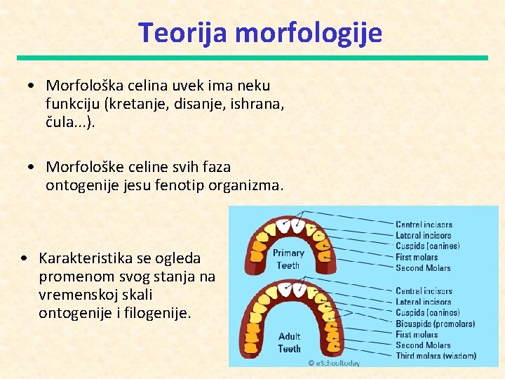 Teorija morfologije • Morfološka celina uvek ima neku funkciju (kretanje, disanje, ishrana, čula. .
