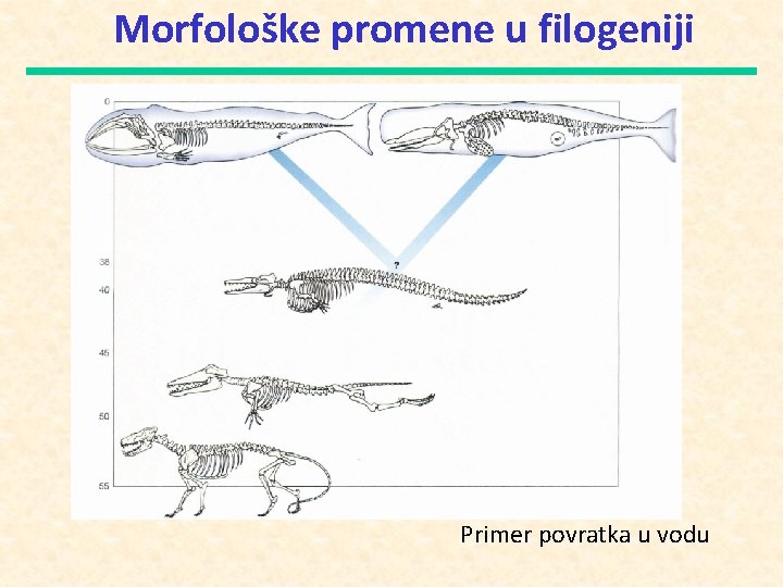 Morfološke promene u filogeniji Primer povratka u vodu 