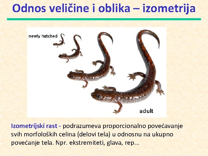 Odnos veličine i oblika – izometrija Izometrijski rast - podrazumeva proporcionalno povećavanje svih morfoloških