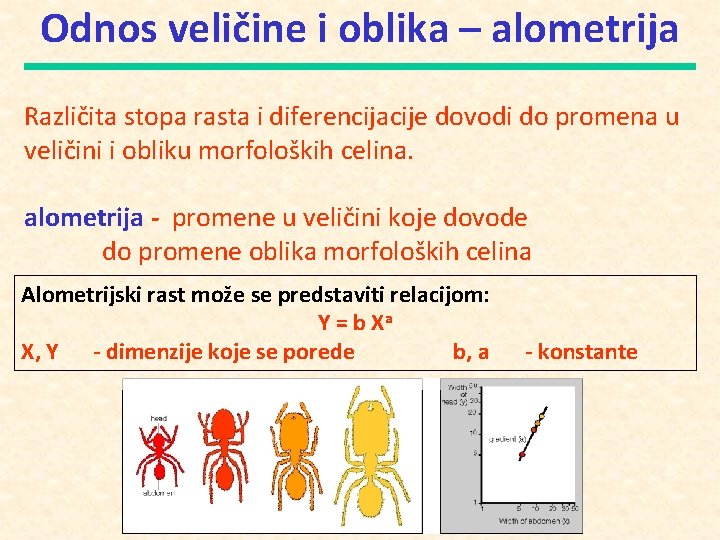 Odnos veličine i oblika – alometrija Različita stopa rasta i diferencijacije dovodi do promena