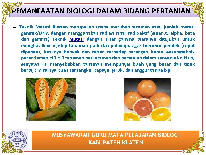 PEMANFAATAN BIOLOGI DALAM BIDANG PERTANIAN 4. Teknik Mutasi Buatan merupakan usaha merubah susunan atau