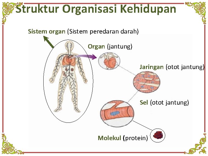 Struktur Organisasi Kehidupan Sistem organ (Sistem peredaran darah) Organ (jantung) Jaringan (otot jantung) Sel