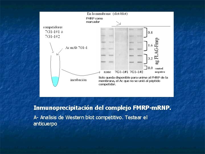 Inmunoprecipitación del complejo FMRP-m. RNP. A- Analisis de Western blot competitivo. Testear el anticuerpo