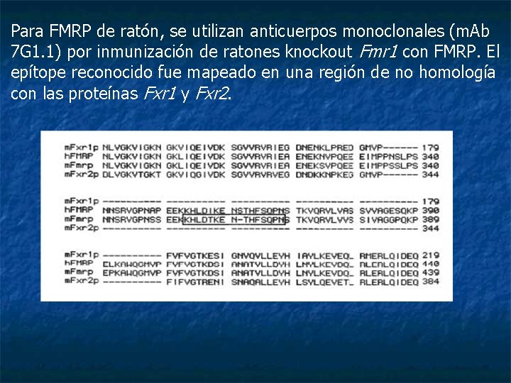 Para FMRP de ratón, se utilizan anticuerpos monoclonales (m. Ab 7 G 1. 1)