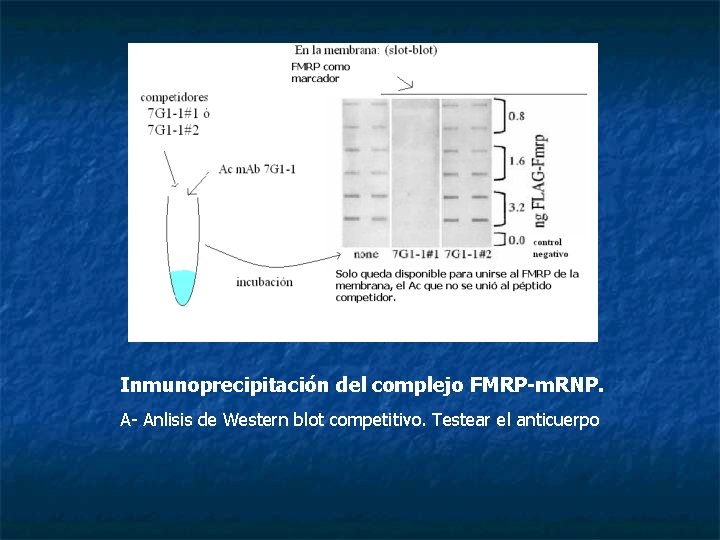 Inmunoprecipitación del complejo FMRP-m. RNP. A- Anlisis de Western blot competitivo. Testear el anticuerpo