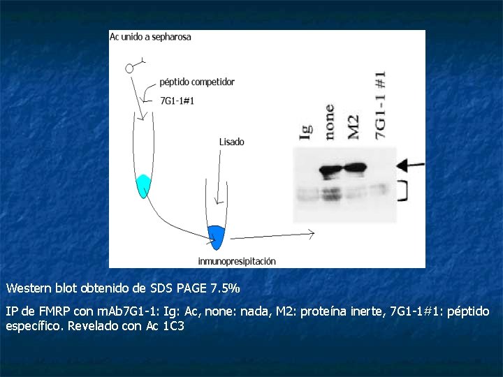 Western blot obtenido de SDS PAGE 7. 5% IP de FMRP con m. Ab