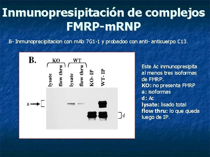 Inmunopresipitación de complejos FMRP-m. RNP B- Inmunoprecipitacion con m. Ab 7 G 1 -1