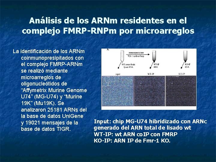 Análisis de los ARNm residentes en el complejo FMRP-RNPm por microarreglos La identificación de