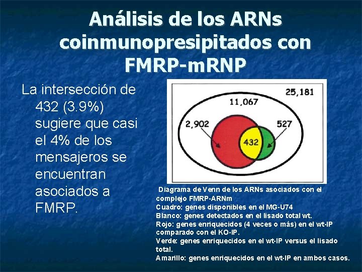 Análisis de los ARNs coinmunopresipitados con FMRP-m. RNP La intersección de 432 (3. 9%)