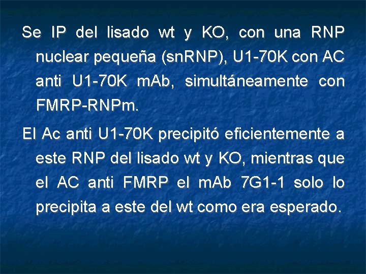 Se IP del lisado wt y KO, con una RNP nuclear pequeña (sn. RNP),