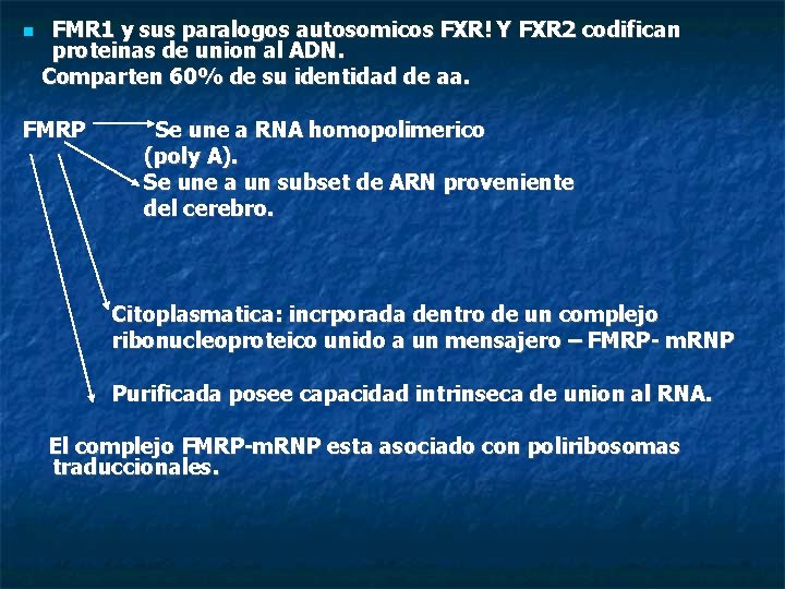  FMR 1 y sus paralogos autosomicos FXR! Y FXR 2 codifican proteinas de