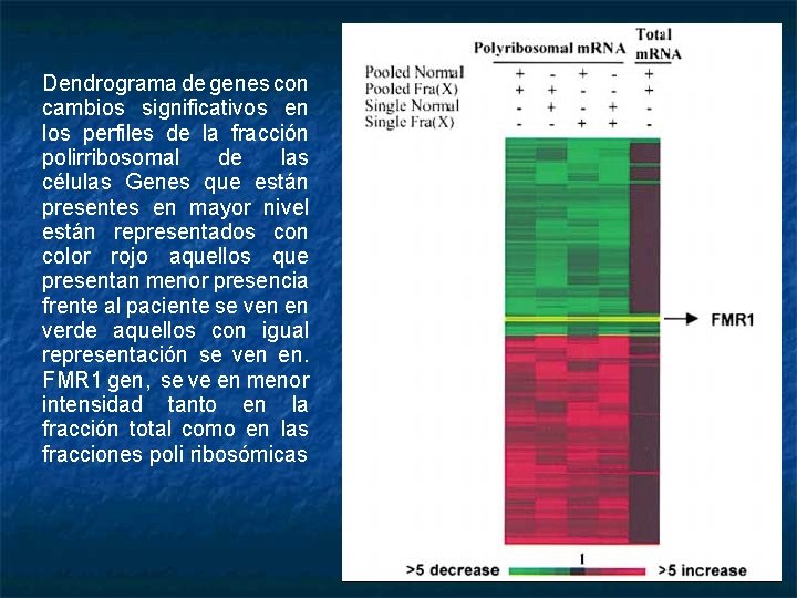 Dendrograma de genes con cambios significativos en los perfiles de la fracción polirribosomal de