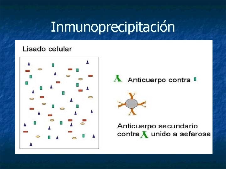 Inmunoprecipitación 