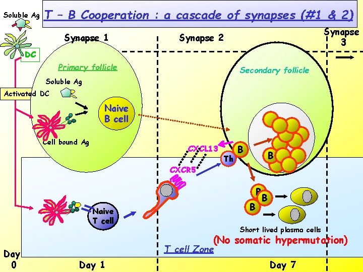 Soluble Ag T – B Cooperation : a cascade of synapses (#1 & 2)