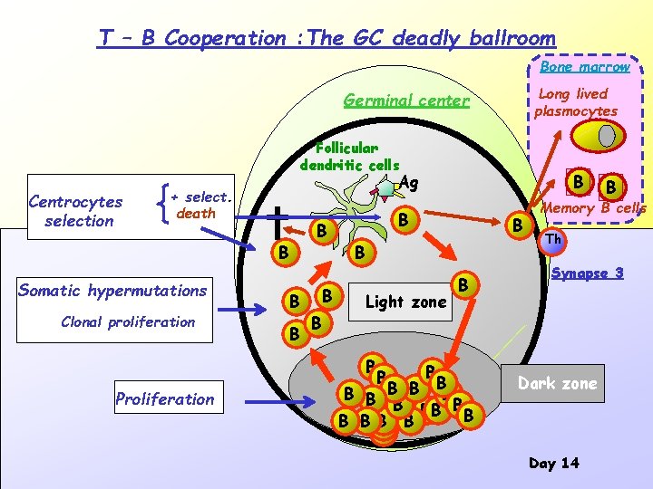 T – B Cooperation : The GC deadly ballroom Bone marrow Long lived plasmocytes