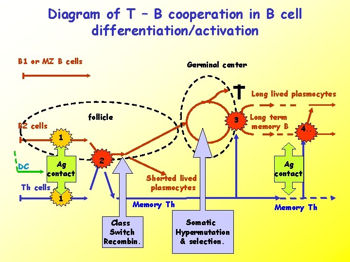 Diagram of T – B cooperation in B cell differentiation/activation B 1 or MZ