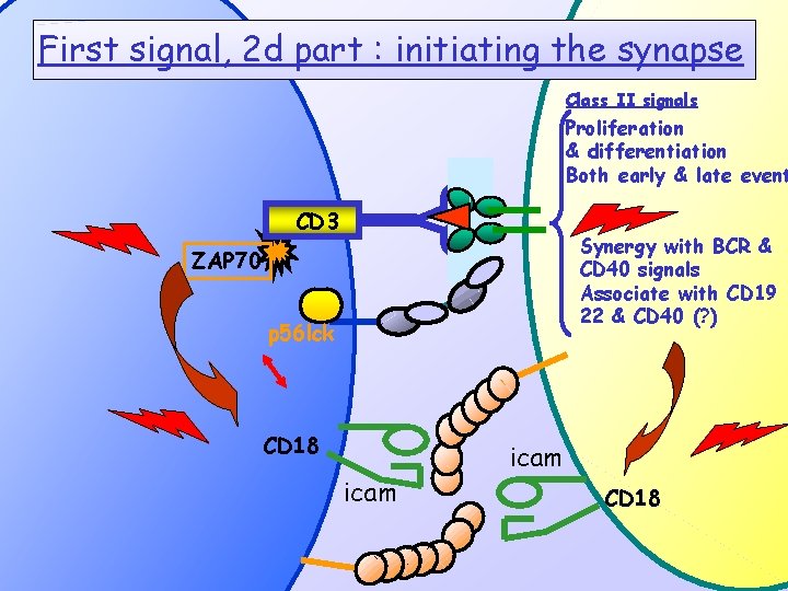 First signal, 2 d part : initiating the synapse Class II signals Proliferation &