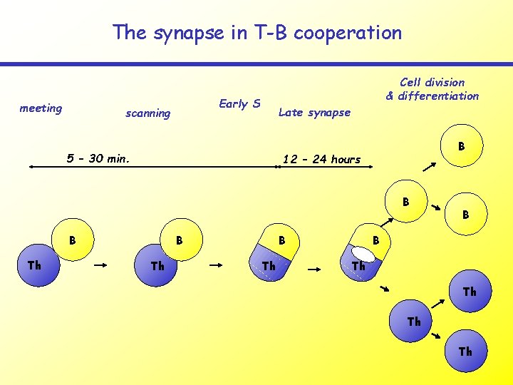 The synapse in T-B cooperation meeting Cell division & differentiation Early S scanning Late