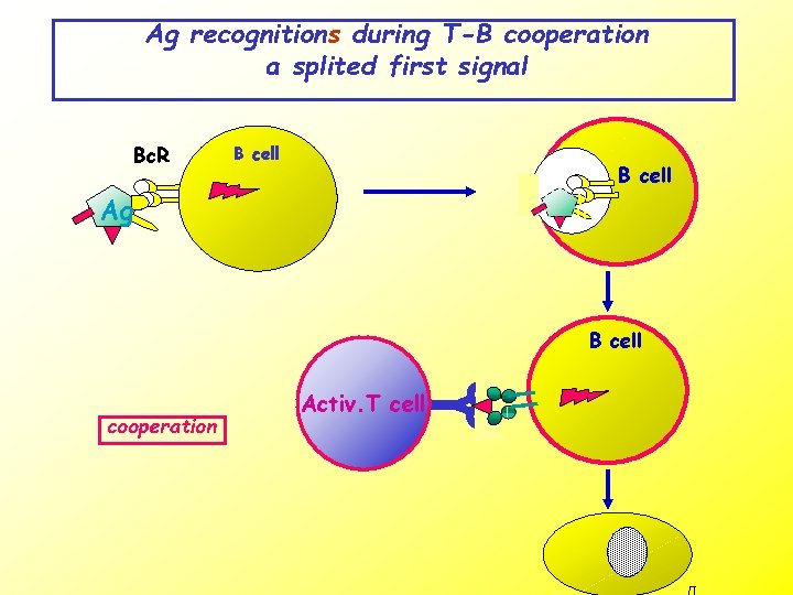 Ag recognitions during T-B cooperation a splited first signal Bc. R B cell Ag