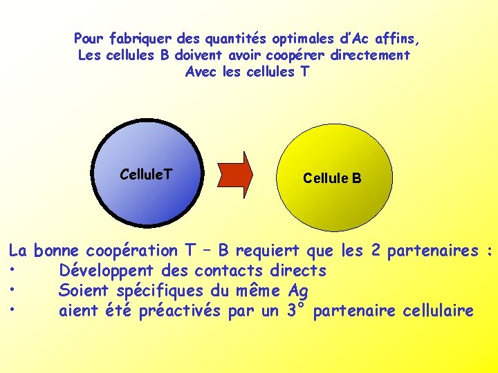 Pour fabriquer des quantités optimales d’Ac affins, Les cellules B doivent avoir coopérer directement