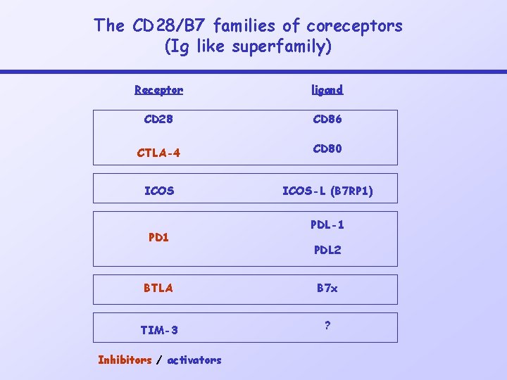 The CD 28/B 7 families of coreceptors (Ig like superfamily) Receptor ligand CD 28