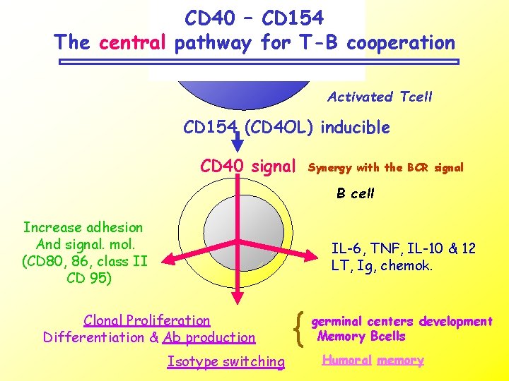 CD 40 – CD 154 The central pathway for T-B cooperation Activated Tcell CD