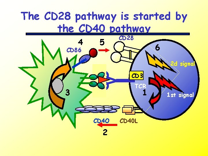The CD 28 pathway is started by the CD 40 pathway 4 CD 86