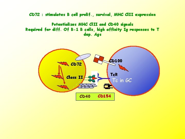 CD 72 : stimulates B cell prolif. , survival, MHC Cl. II expression Potentializes