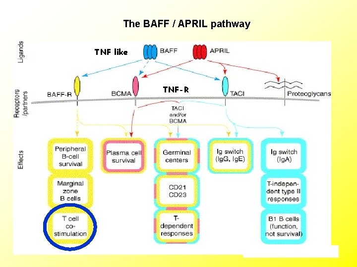 The BAFF / APRIL pathway TNF like TNF-R 