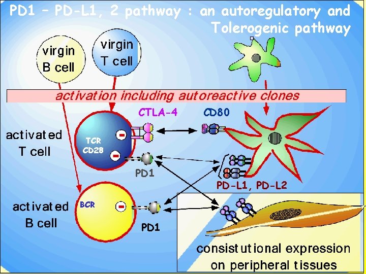 PD 1 – PD-L 1, 2 pathway : an autoregulatory and Tolerogenic pathway CTLA-4