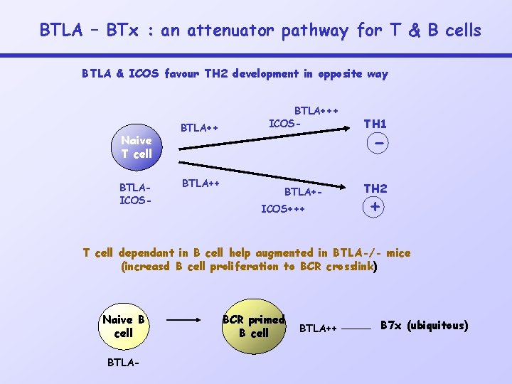 BTLA – BTx : an attenuator pathway for T & B cells BTLA &