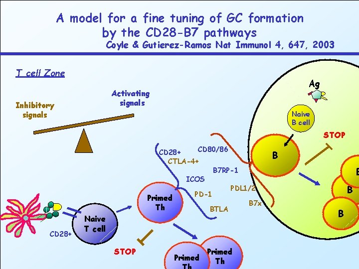 A model for a fine tuning of GC formation by the CD 28 -B