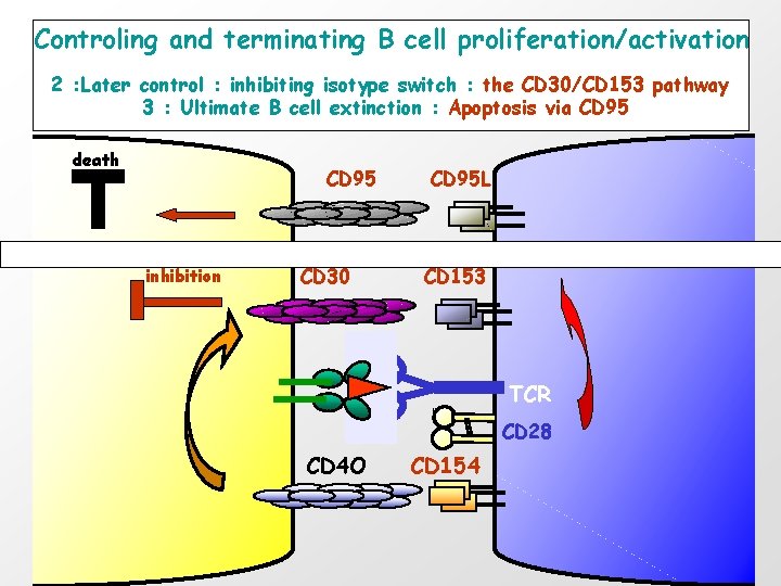 Controling and terminating B cell proliferation/activation 2 : Later control : inhibiting isotype switch