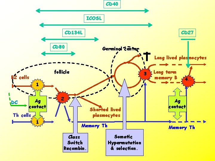 CD 40 ICOSL CD 134 L CD 80 CD 27 Germinal center Long lived