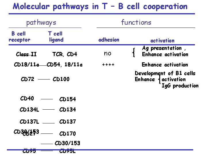 Molecular pathways in T – B cell cooperation pathways B cell receptor functions T